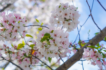 Ornamental Cherry Blossom Flowers Spring of Dawn 