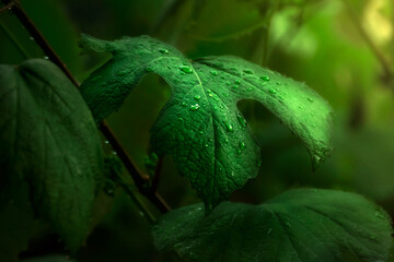 rain drops on a leaf after rain