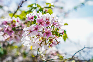 Ornamental Cherry Blossom Flowers Spring of Dawn 