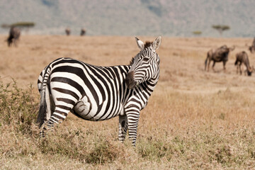 Obraz na płótnie Canvas Zebra in the Maasai Mara, Kenya