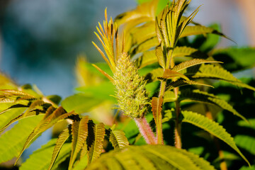 Stag-horn sumac tree in the springtime 
