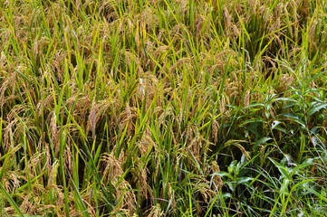 rice plants look beautiful when they start to harvest