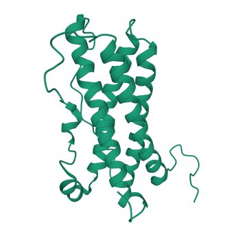 The tertiary structure of human hormone prolactin, 3D cartoon model isolated, PDB 1rw5, white background