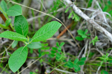 green leaf on summer forest floor