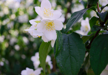 Jasmine flowers in the foreground. Spring-summer landscape with delicate jasmine flowers. Close-up on the side. Jasmine bush near the house in the summer.