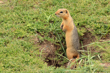 Naklejka na ściany i meble a gopher has crawled out of its hole and is standing on its hind legs