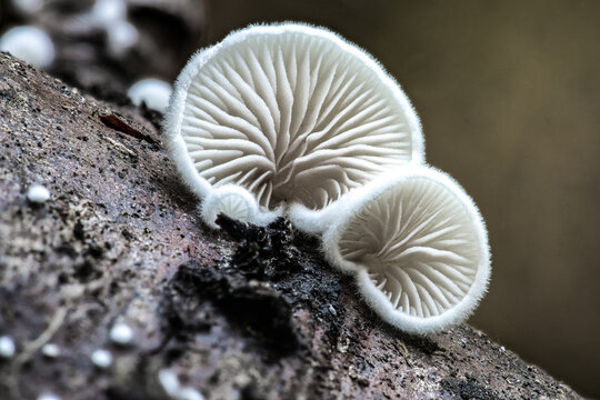 Wild Oyster-like Mushroom (likely Pleurocybella,Panellus or Pleurotus spec.), Idaho