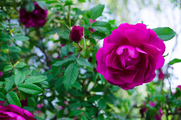 Roses in the summer. Bush roses. Beautiful bush of yellow, red, pink roses in a spring garden. The garden of roses. Close-up and background of weaving roses.