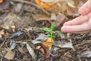closeup of woman hands water the plants or sprout on earth day.Environment conservation and energy saving concept.