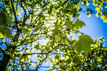 Green leaves on the tree under the sun