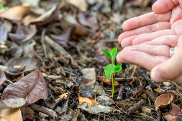 closeup of woman hands water the plants or sprout on earth day.Environment conservation and energy saving concept.