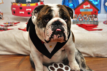 Sentado  um buldogue de  smoking e lingua de fora na festa