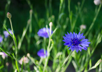 Cornflowers in the summer. Beautiful wildflowers cornflower. Close-up view from the top and side. Blue-blue flower in the summer. Wildflowers in the summer at home.