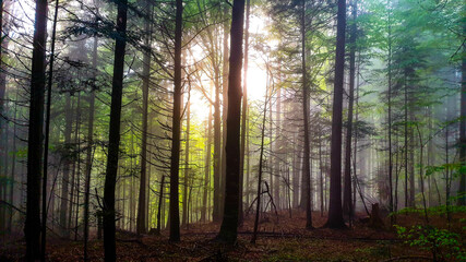 Fototapeta na wymiar Romania, Nemira Mountains, fog in the forest