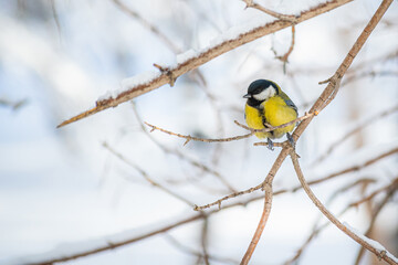 Titmouse on a snowy winter day