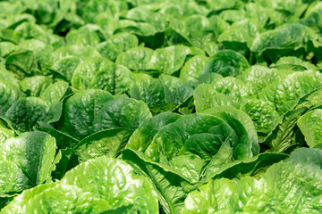 Organic hydroponic vegetables conservatory plantation.Horticulture in cultivation greenhouse farm.