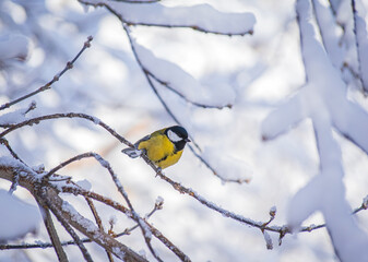 Titmouse on a snowy winter day
