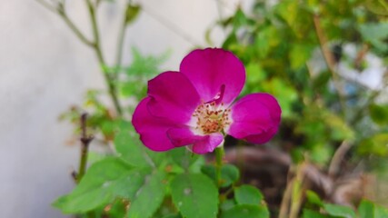 Rose Flower