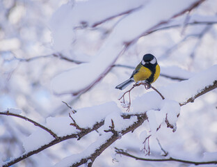 Titmouse on a snowy winter day