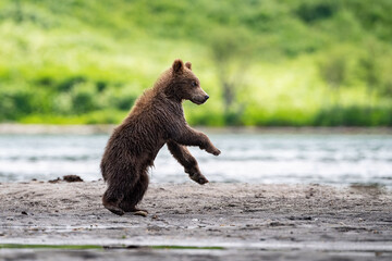 The young Kamchatka brown bear, Ursus arctos beringianus catches salmons at Kuril Lake in...