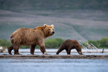 The Kamchatka brown bear, Ursus arctos beringianus catches salmons at Kuril Lake in Kamchatka, mother with cubs