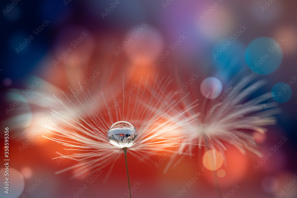Wall mural abstract blurred nature background dandelion seeds parachute. abstract nature bokeh pattern