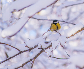 Obraz premium Titmouse on a snowy winter day