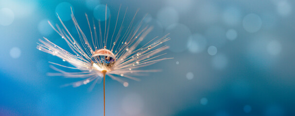 Abstract blurred nature background dandelion seeds parachute. Abstract nature bokeh pattern - obrazy, fototapety, plakaty