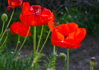 Red poppy in a private garden. Poppy flowers close-up. Jar with poppy seeds after flowering. Perennial plant in the summer.