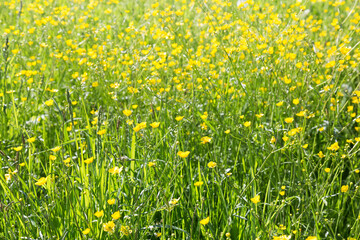 on the endless green field grow fragrant yellow flowers.