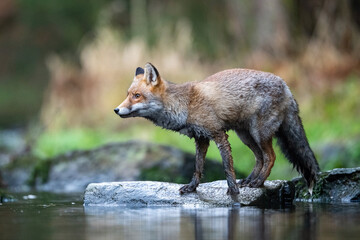 Red fox, Vulpes vulpes The mammal is standing on the stone at the river in the dark forest Europe Czech Republic Wildlife scene from Europe nature. young male