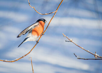 Reddish chest bullfinch sitting on a tree branch.
