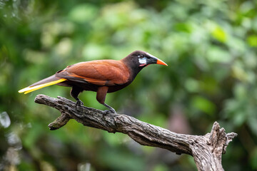 Psarocolius montezuma, Montezuma oropendola The bird is perched on the branch in nice wildlife natural environment of Costa Rica