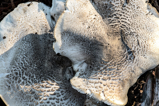 Dapperling Mushrooms (likely Lepiota felina), Idaho
