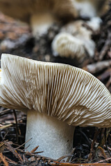 Dapperling Mushrooms (likely Lepiota felina), Idaho