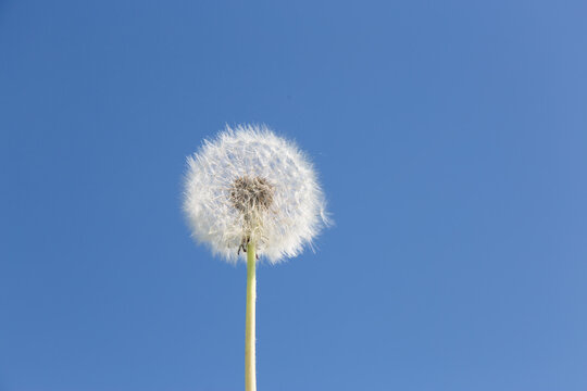 Dandelion on a blue background. Summer dandelion in the blue sky. © Julia Kiseleva