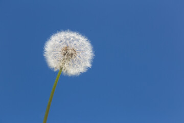 Fototapeta na wymiar Dandelion on a blue background. Summer dandelion in the blue sky.