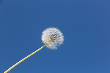 Dandelion on a blue background. Summer dandelion in the blue sky.