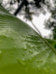 Small water drops on Banana leaf.