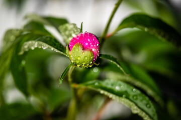 Peony flowers in the garden 