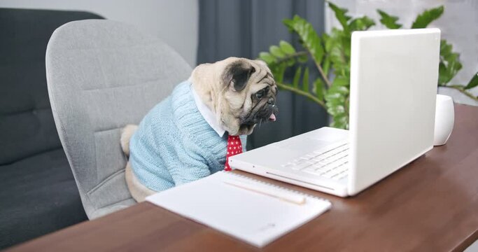 Funny business pug dog entrepreneur with laptop working in the office. Cute dog professional using computer sitting at home office desk. Busy pet worker freelancer working with notebook device concept