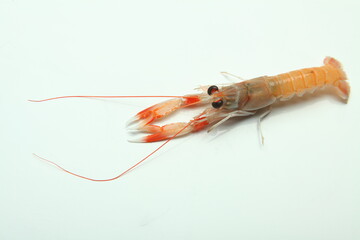 Nephrops norvegicus, cigala, escamarlà en catalán