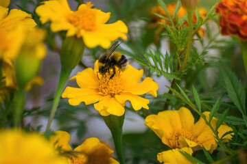 Bee collects flower nectar of marigold