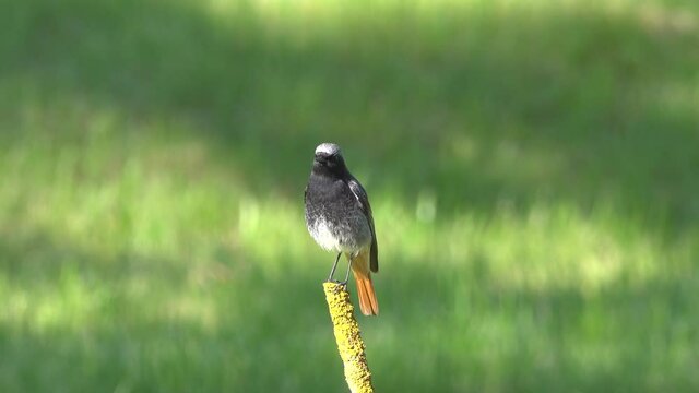 Gardening Warbler sits on a branch.