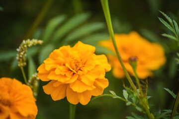 Flowering marigolds close-up