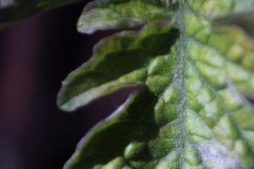 hoja