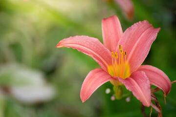 Flowers of pink lily in the garden