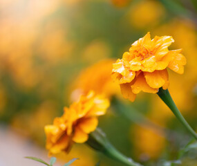 Wet flowers of a marigold after rain