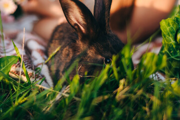 three little white rabbits and a big green cabbage. baby hands and little rabbits. easter