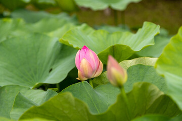 大賀ハスの花　千葉県千葉市　日本